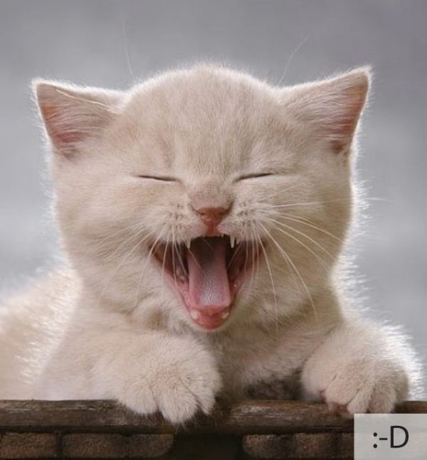 Thú vị: mèo biểu cảm như 'Emoticons' | chủ đề mèo | Thú vị (15)