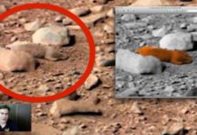 Video: Phát hiện chuột trên sao Hỏa?