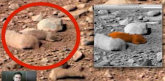 Video: Phát hiện chuột trên sao Hỏa?