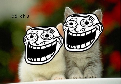 Ảnh vui mèo: mèo cũng troll