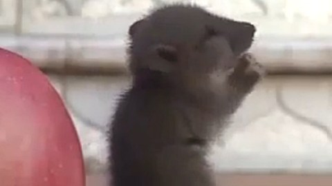 Chuyện lạ: Chú chuột chắp tay vái lạy Phật lia lịa!