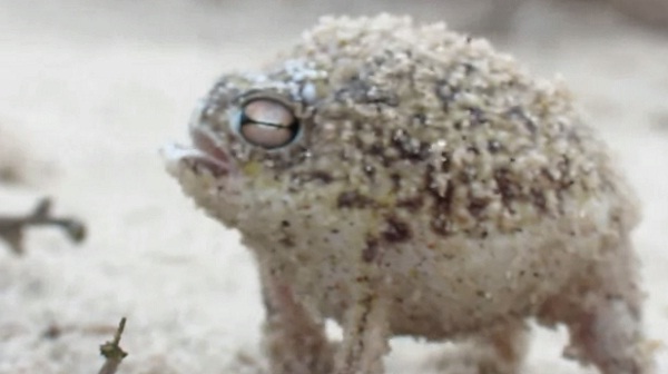 Thú vị tiếng ếch kêu như đồ chơi chíp chíp trẻ con