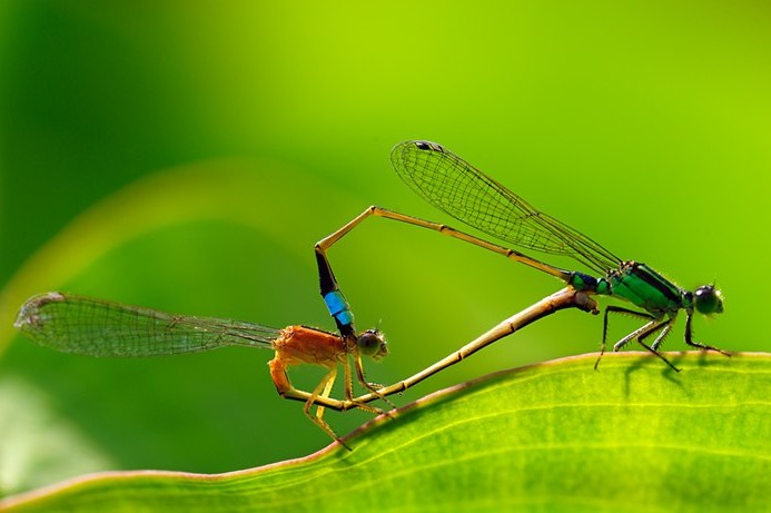 ‘Ảnh sex’ côn trùng của phó nháy VN