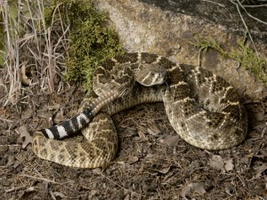 Một con rắn đuôi chuông. (Ảnh: Yeudongvat.org).