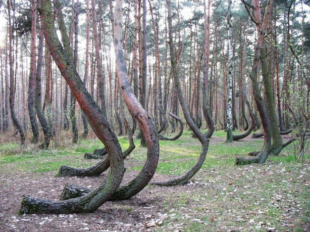 Kỳ lạ rừng thông cong gốc ở Ba Lan