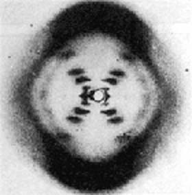 Ảnh ADN được chụp bởi sự nhiễu xạ của tia X -quang, năm 1953 (Ảnh: genome.jgi-psf.org)