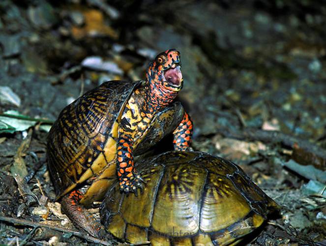 Ảnh độc: Lật ngửa khi “sex” – bi kịch của loài rùa