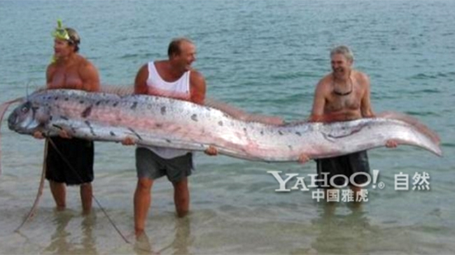Để đỡ được chú cá này cần 3 người đàn ông khỏe mạnh và nó có chiều dài vài mét