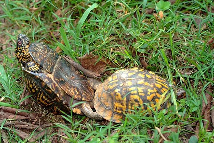 Ảnh độc: Lật ngửa khi “sex” - bi kịch của loài rùa  