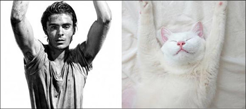 Ảnh vui: mèo tạo dáng như các nam tài tử Hollywood (11)