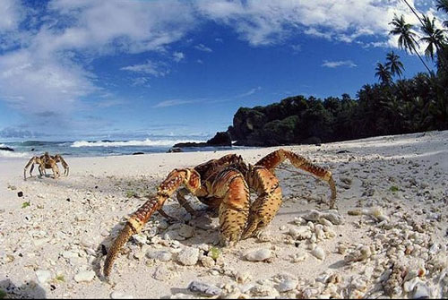 Đảo Christmas chính là thiên đường cho loài cua dừa sinh sống với những rặng dừa trải dài trên bãi biển.