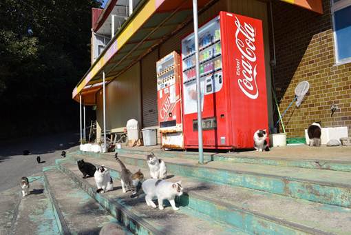 Độc đáo đảo của loài mèo ở Nhật Bản