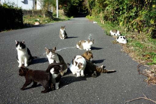 Độc đáo đảo của loài mèo ở Nhật Bản