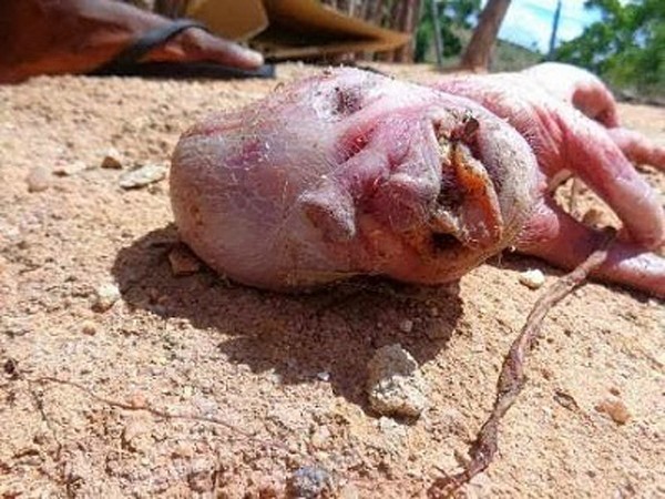 Quái thai lợn mặt người gây náo loạn Brazil