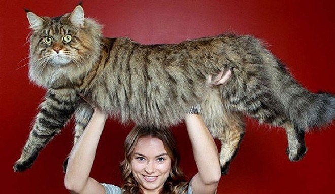 Những chú mèo khổng lồ