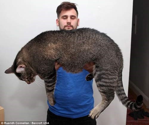 Những chú mèo khổng lồ