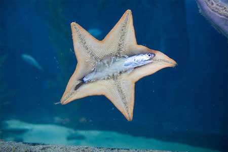 Đây là cách một con sao biển "xơi tái" một con cá trồng.