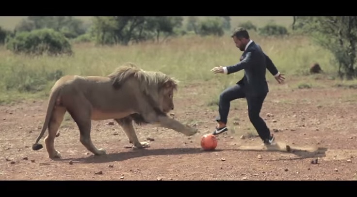Chơi đá bóng với… sư tử