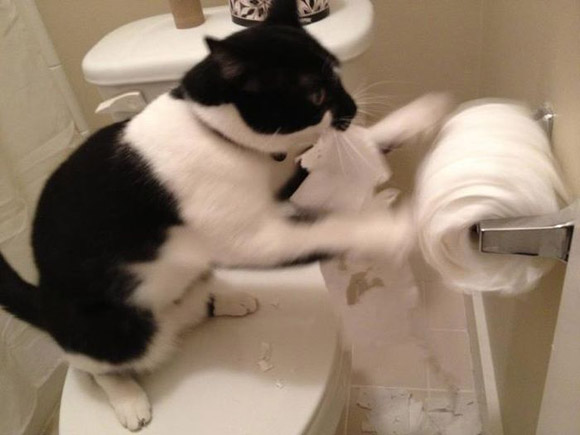 Giấy vệ sinh - đồ chơi cho mèo