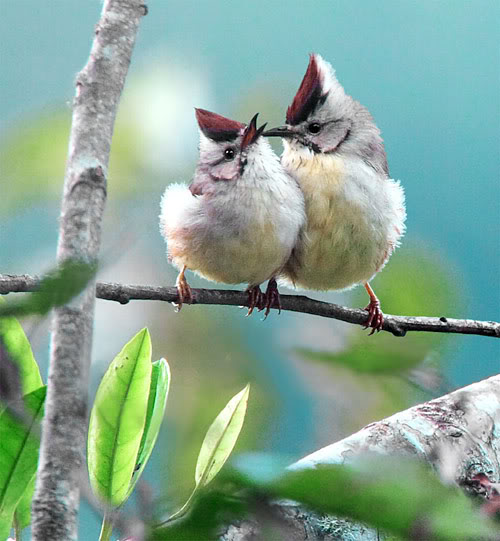 bird love - Ảnh đẹp động vật: Bản tình ca của những đôi uyên ương !