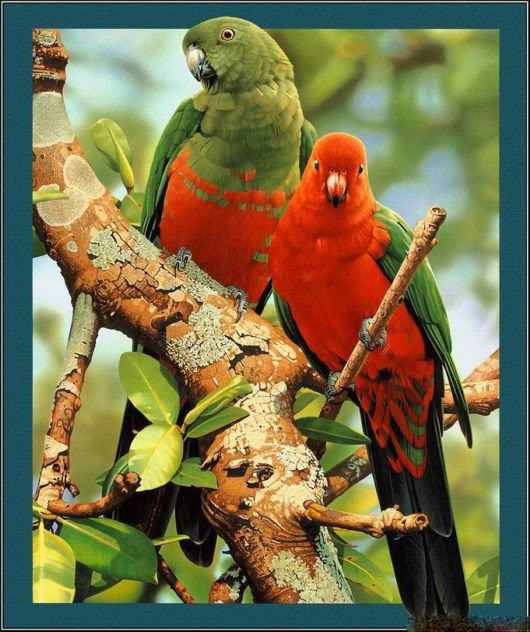 bird love - Ảnh đẹp động vật: Bản tình ca của những đôi uyên ương !