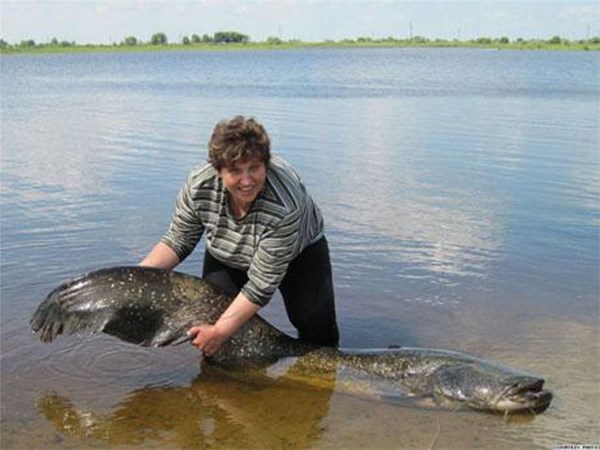 Bắt được cá trê khổng lồ 50kg ở Ukraine