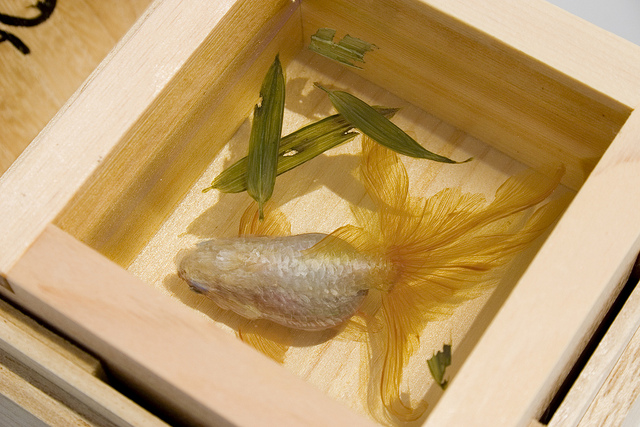 Kinh ngạc trước kiệt tác cá vàng 3D của Riusuke Fukahori