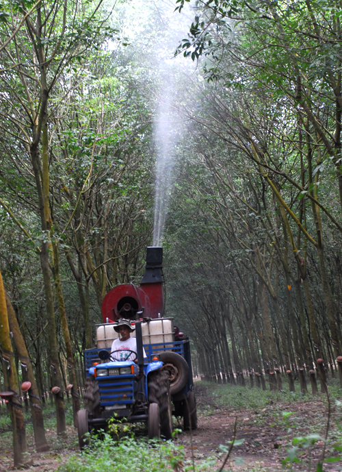 Ông Sáu Cúc điều khiển chiếc máy phun thuốc trừ sâu cao 30m cho rừng cao su của bà Nguyễn Thị Đẹp - Ảnh: Vũ Thanh Bình