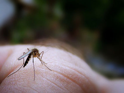 Những điều thú vị về loài muỗi 
