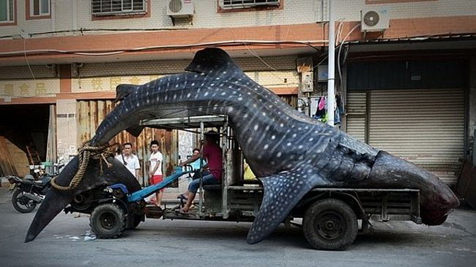 Cá mập voi 2 tấn ra chợ xôn xao Sina Weibo