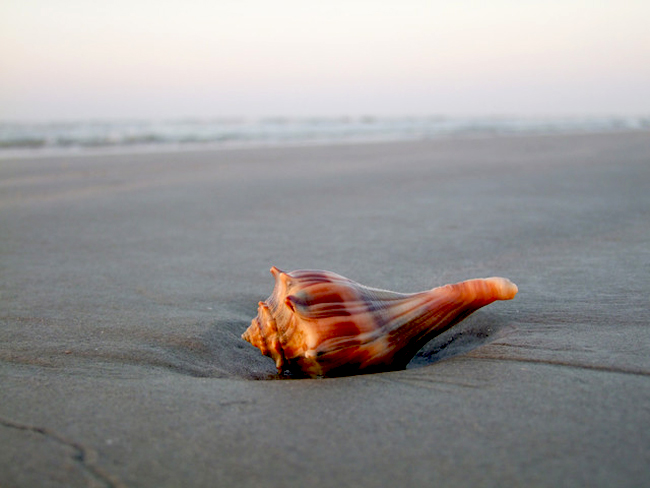 Những vỏ sò dạt dào tình yêu của biển