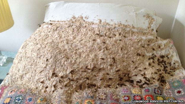 Tổ ong bắp cày hơn 5.000 con ngay trên giường - Ảnh 1