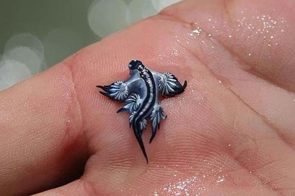 Glaucus Atlanticus, một loài sên biển có kích thước nhỏ với chiều dài khoảng 3 cm, còn mang biệt danh là “thiên thần xanh”, “rồng xanh” hay “sên biển xanh”. Chúng có màu xám bạc trên lưng, màu xanh ở dưới bụng và sọc xanh ở trên đầu.
