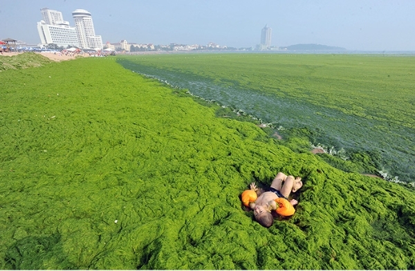 Bãi biển tảo xanh độc đáo của Trung Quốc