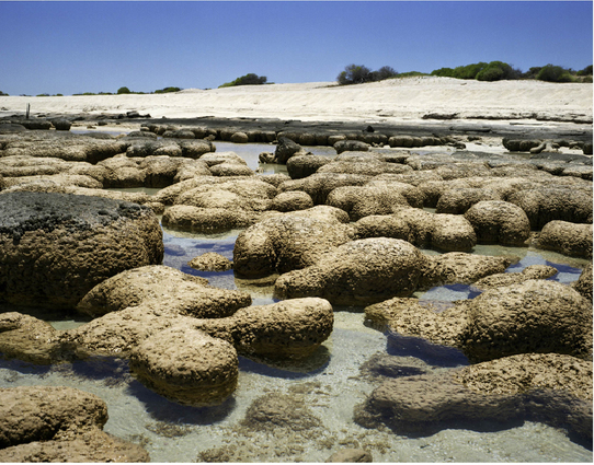 Đá stromatolite là khởi nguồn của mọi sự sống trên trái đấ. Chúng cũng là một trong số những sinh vật gắn với sự xuất hiện của oxy trên trái đất cách đây 3,5 tỷ năm. 