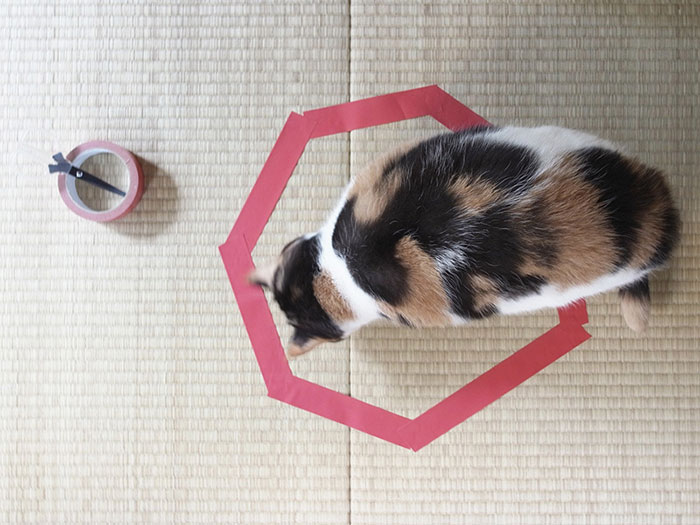 [Nghiên cứu vui] mèo bị hấp dẫn bởi vòng tròn