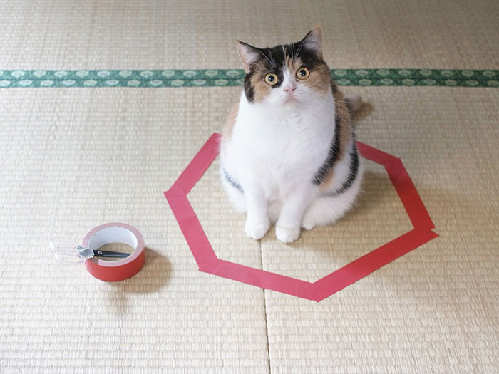 [Nghiên cứu vui] mèo bị hấp dẫn bởi vòng tròn