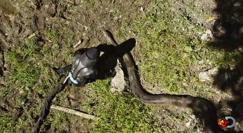 Discovery gây sốc với kế hoạch chiếu cảnh rắn khổng lồ Nam Mỹ ăn thịt người