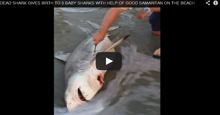 Mổ bụng cá mập mang thai đã chết, cứu thành công bầy cá mập con