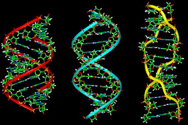 Những điều thú vị về ADN