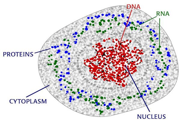DNA là một phân tử nucleic acid mang thông tin di truyền mã hóa cho hoạt động sinh trưởng và phát triển của các dạng sống bao gồm cả virus