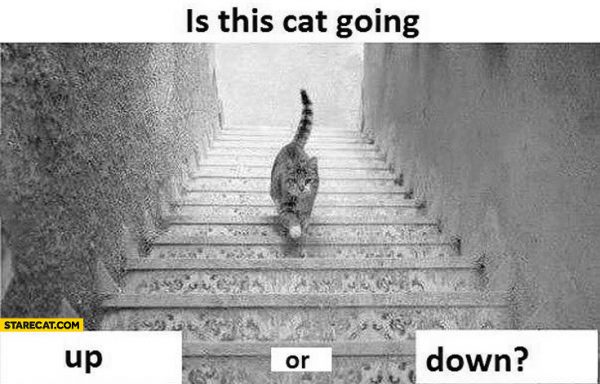 is-this-cat-going-up-or-down