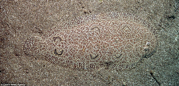 Cá Righteye Flounder trà trộm vào cát dưới đáy đại dương 
