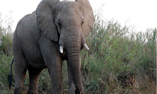 Số lượng thụ thể khứu giác trong vòi voi nhiều gấp 5 lần so với con người