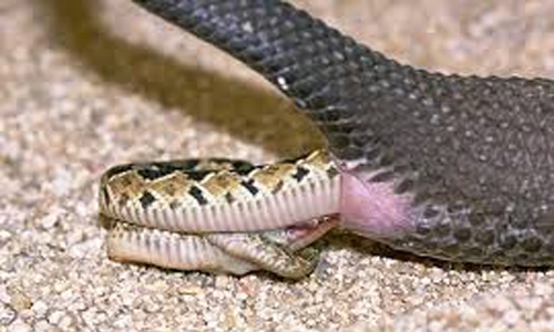 Ấn Độ xôn xao về video rắn mẹ đẻ hàng chục rắn con