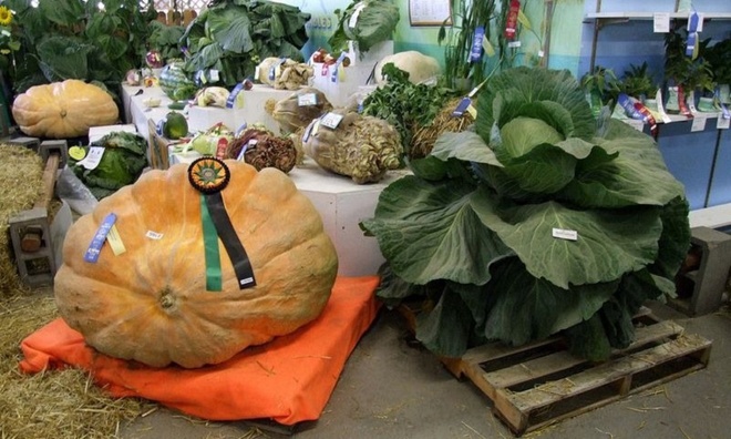 Xứ sở của những loài rau củ khổng lồ