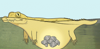 Vì sao cá sấu nuốt đá vào bụng?