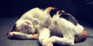 Khám phá thói quen ngủ kì dị của các loài động vật