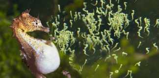 Tại sao cá ngựa đực lại mang thai mà không phải là con cái? Cá ngựa đực sinh con