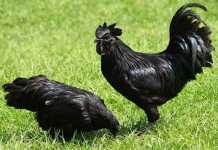 Vì sao giống gà mặt quỷ đen sì xấu xí mà giá lên tới 60 triệu đồng/con?!